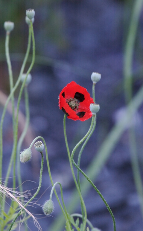 Poppy
